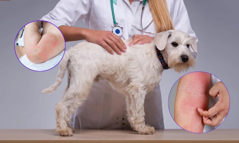 Nuôi chó mèo có gây mụn không? Cách vệ sinh da mặt đúng cách 5