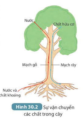 BÀI 30. TRAO ĐỔI NƯỚC VÀ CHẤT DINH DƯỠNG Ở THỰC VẬT MỞ ĐẦUCâu hỏi: Cây xanh không có một trái tim để bơm máu đi nuôi cơ thể như ở hầu hết động vật, vậy các chất cần thiết cho cơ thể (nước, chất khoáng và chất hữu cơ) được vận chuyển như thế nào trong cây?Đáp án chuẩn:Cây xanh lấy nước và các chất dinh dưỡng từ rễ cây, sau đó theo thân cây đi đến các cơ quan.I. SỰ HẤP THỤ NƯỚC VÀ CHẤT KHOÁNG TỪ MÔI TRƯỜNG NGOÀI VÀO RỄCâu hỏi: Quan sát hình 30.1, mô tả con đường nước và chất khoáng từ đất đi vào mạch gỗ của cây.Đáp án chuẩn:Nước và chất khoáng hòa tan trong đất được lông hút hấp thụ sẽ được vận chuyển đi qua vỏ rễ rồi vào mạch gỗ của cây.II. SỰ PHÁT TRIỂN CÁC CHẤT TRONG CÂYCâu hỏi: Đọc thông tin trong mục II kết hợp với quan sát Hình 30.2, thảo luận và hoàn thành theo mẫu Bảng 30.1.Đáp án chuẩn:Loại mạchHướng vận chuyển chủ yếuChất được vận chuyểnNguồn gốc của chất được vận chuyểnMạch gỗtừ rễ, vận chuyển lên thân và lá câynước và chất khoáng hòa tantừ môi trường ngoàiMạch râytừ lá cây được vận chuyển theo mạch rây đến các nơi cần sử dụngchất hữu cơđược tổng hợp từ láIII. QUÁ TRÌNH THOÁT HƠI NƯỚC Ở LÁ1. Hoạt động đống, mở khí khổngCâu hỏi: Quan sát hình 30.3 mô tả quá trình thoát hơi nước qua khí khổng và cho biết độ mở của khí khổng phụ thuộc chủ yếu vào yếu tố nàoĐáp án chuẩn:- Thoát hơi nước: Khi no nước, thành mỏng của tế bào khí khổng căng ra → thành dày cong theo → khí khổng mở ra. Khi mất nước, thành mỏng hết căng và thành dày duỗi thẳng, khí khổng đóng lại.- Độ mở khí khổng phụ thuộc vào hàm lượng nước trong các tế bào hạt đậu.2. Ý nghĩa của sự thoát hơi nước ở láCâu 1: Thoát hơi nước có vai trò gì đối với thực vật và đối với môi trường?Đáp án chuẩn:Là động lực đầu trên của dòng mạch gỗ, tạo môi trường liên kết các bộ phận của cây, tạo độ cứng cho thực vật thân thảo.Câu 2: Tại sao vào những ngày hè nắng nóng, khi đứng dưới bóng cây, chúng ta có cảm giác át mẻ, dễ chịu?Đáp án chuẩn:Vì cây thoát hơi nước ra ngoài không khí làm hạ nhiệt độ không khí, ngoài ra, cây quang hợp tạo ra khí oxygen giúp quá trình hô hấp của chúng ta thuận lợi hơn.IV. MỘT SỐ YẾU TỐ CHỦ YẾU ẢNH HƯỞNG ĐẾN TRAO ĐỔI NƯỚC VÀ CHẤT DINH DƯỠNG Ở THỰC VẬTCâu 1: Kể tên các yếu tố ảnh hưởng đến quá trình trao đổi nước và các chất dinh dưỡng ở thực vật.Đáp án chuẩn:Các yếu tố: ánh sáng, nhiệt độ, độ ẩm đất, không khí,...Câu 2: Vì sao trước khi trồng cây hoặc gieo hạt, người ta thường làm đất tơi xốp và bón lót một số loại phân?Đáp án chuẩn:Vì để tăng khả năng giữ nước và chất dinh dưỡng cho đất tạo điều kiện tốt cho cây sinh trưởng, phát triển cho năng suất cao.V. Vận dụng hiểu biết về trao đổi chất và chuyển hóa năng lượng ở thực vật vào thực tiến