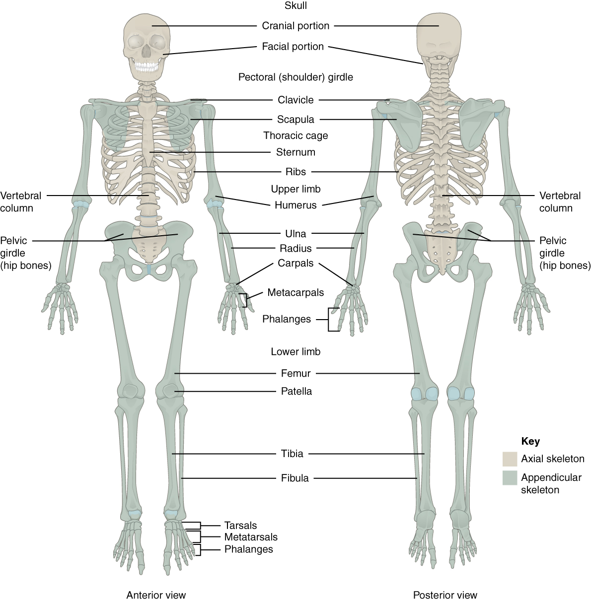 Appendicular Skeleton