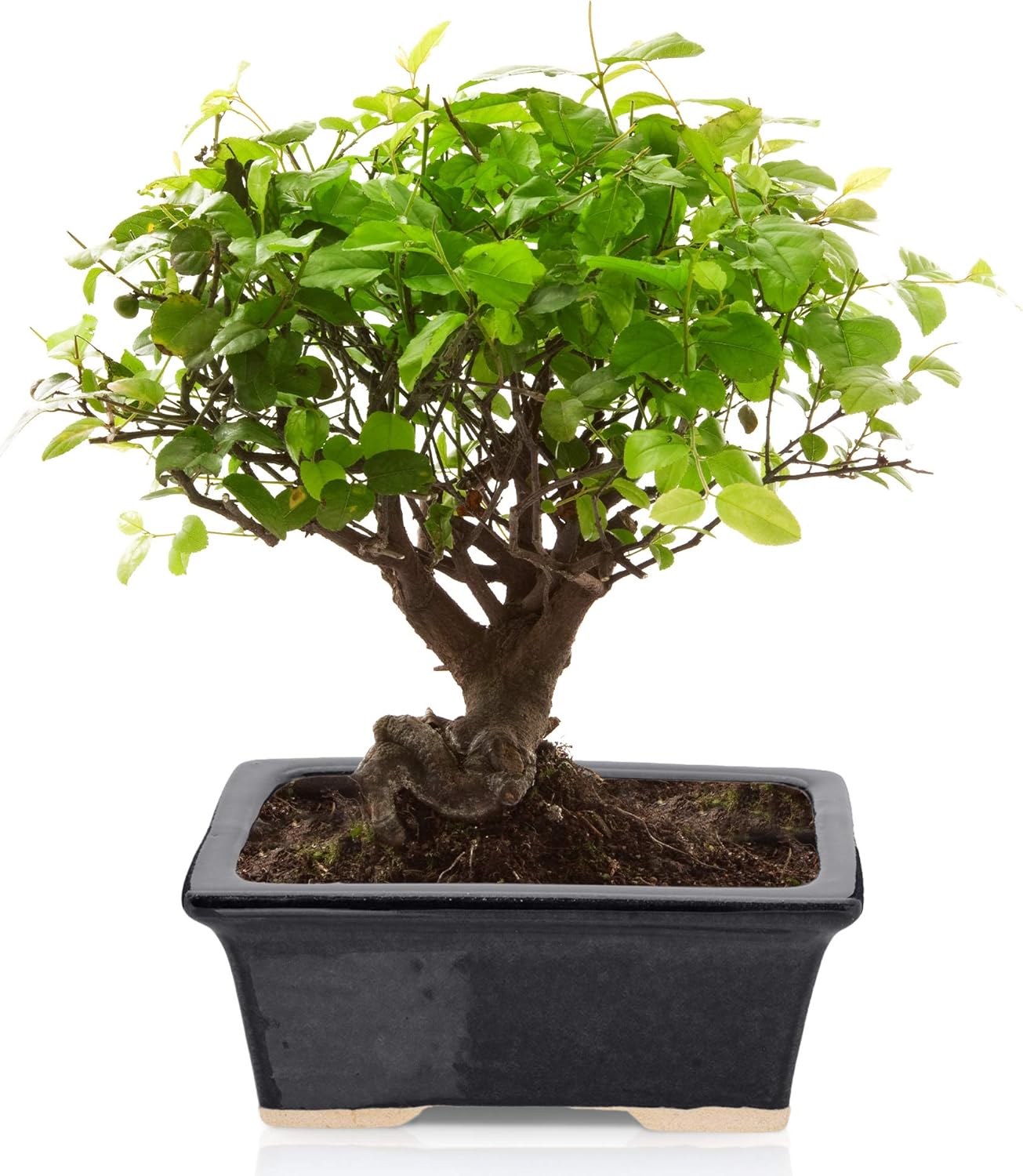 Bonsai with a sturdy pot with sharp angles