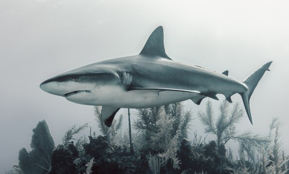 Tiger Sharks
