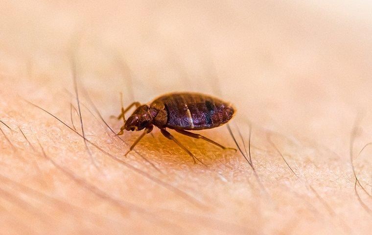 does rubbing alcohol kill beg bugs 