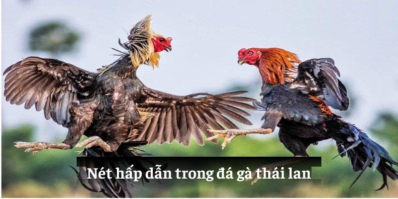 Nét hấp dẫn trong đá gà thái lan