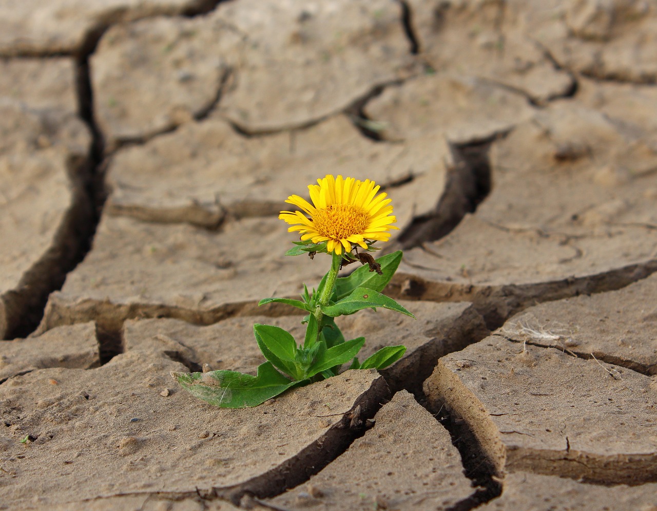 A growing flower on a dry land