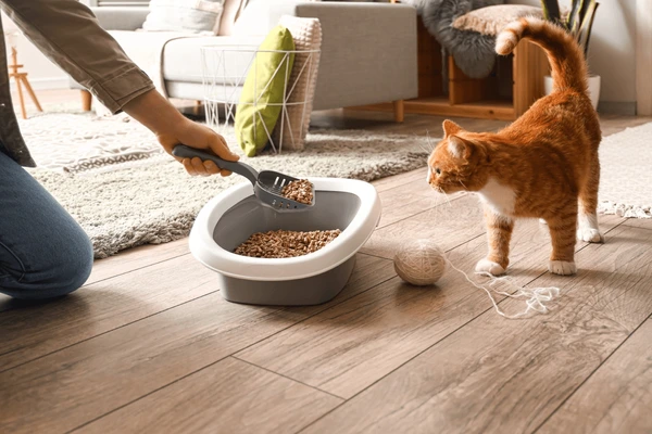 litter box training tips, cat toilet training
