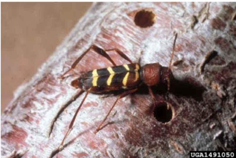 An Ash Borer on a host