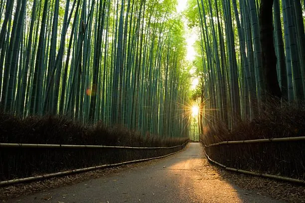 20 Landscapes with Perfect Light & Shadow Balance, balanced light, scenic contrast, nature, landscape, artistic nature, dynamic tones