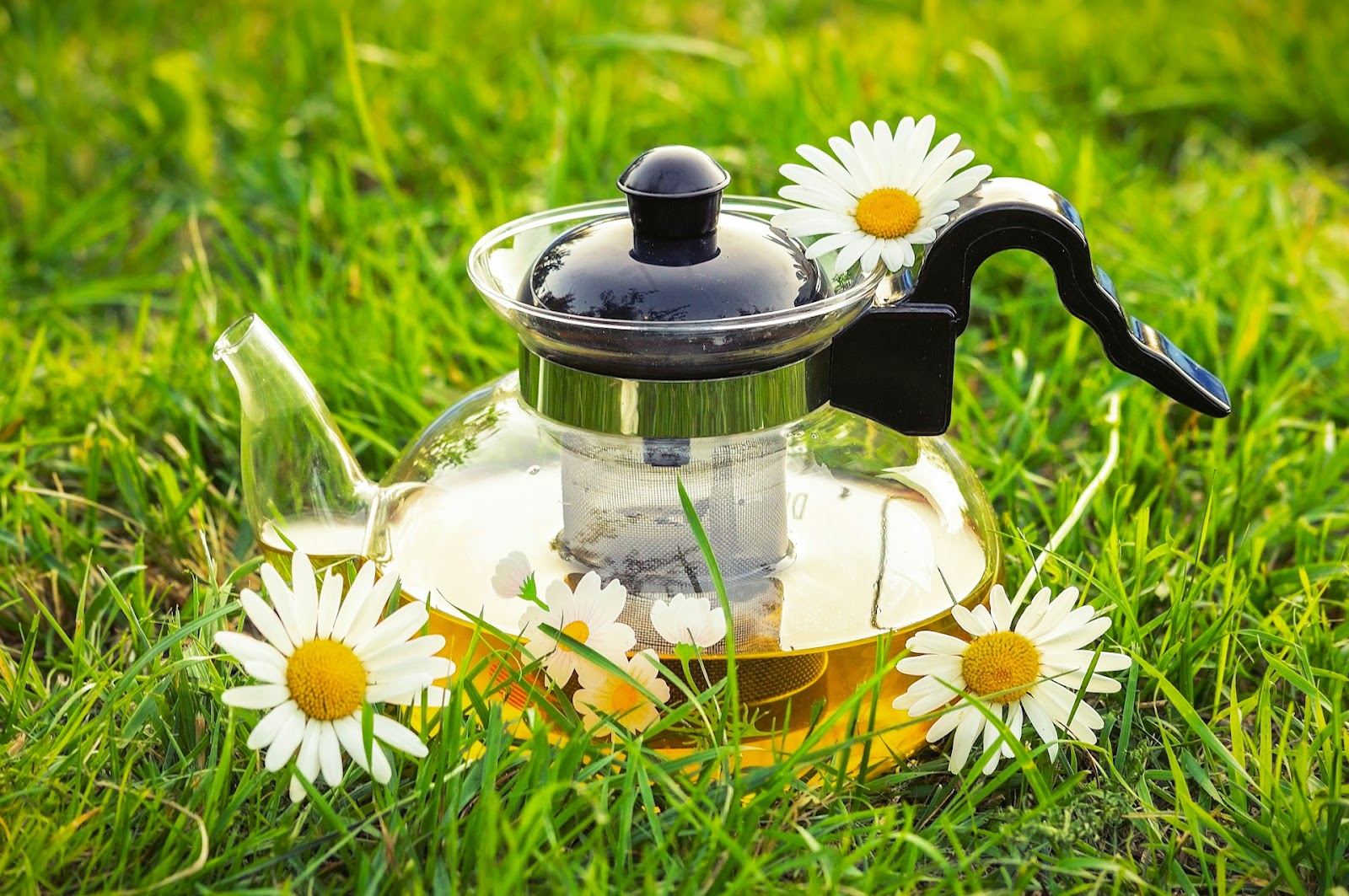 A pot of chamomile tea outside on the grass surrounded by flowers