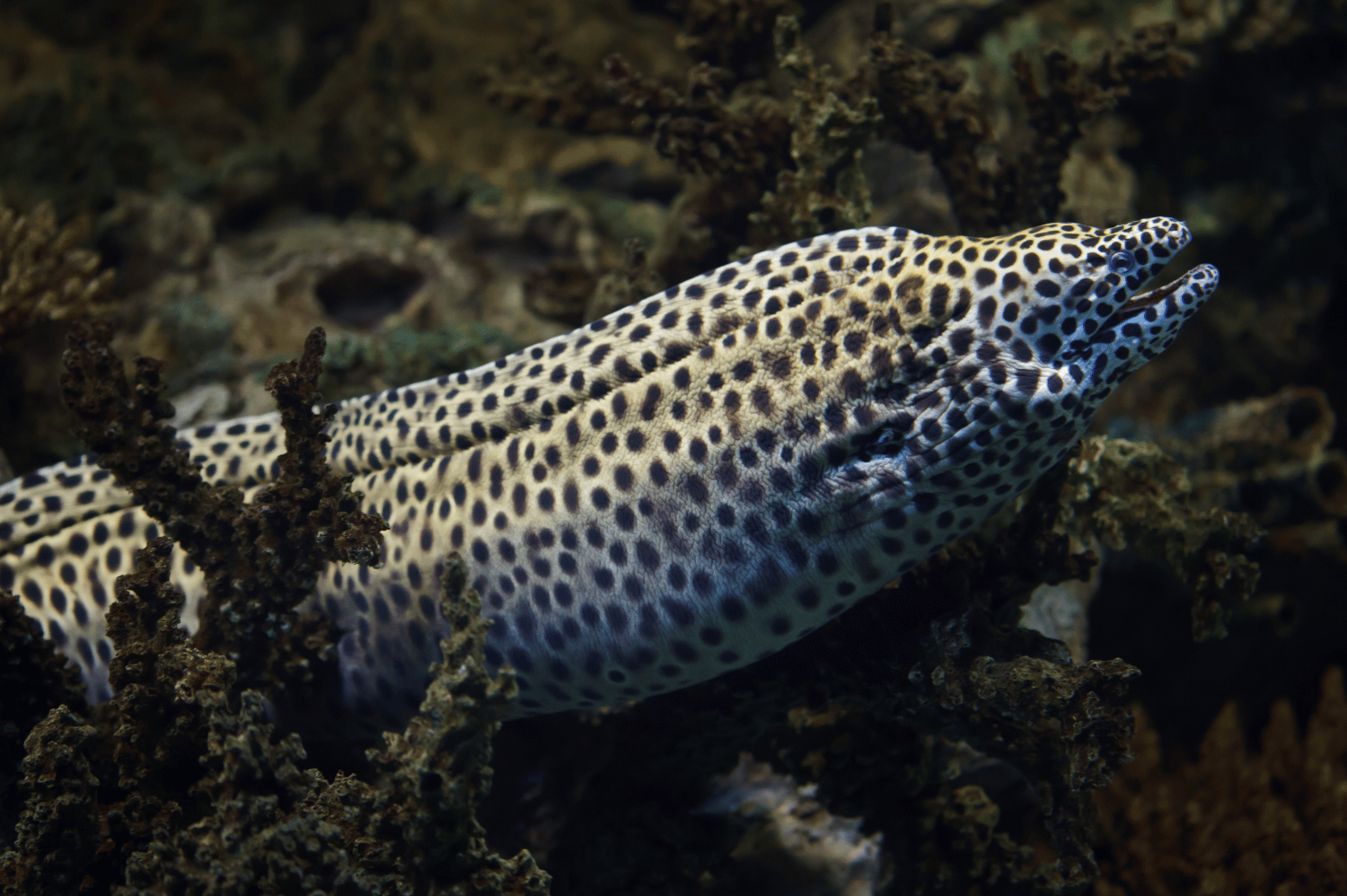 Tessalata Eel