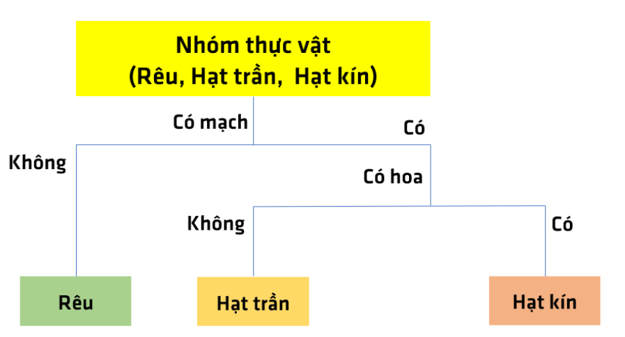 BÀI 30: THỰC HÀNH PHÂN LOẠI THỰC VẬT