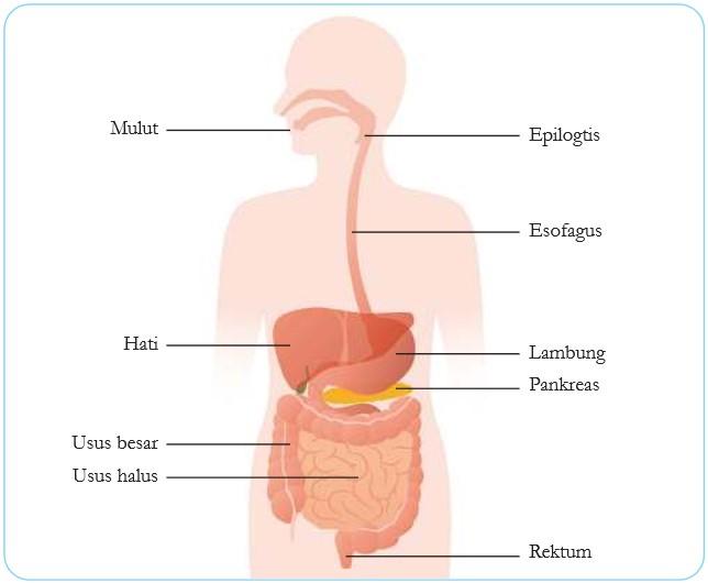 Sistem Pencernaan, Sistem Peredaran darah dan Sistem Ekskresi 