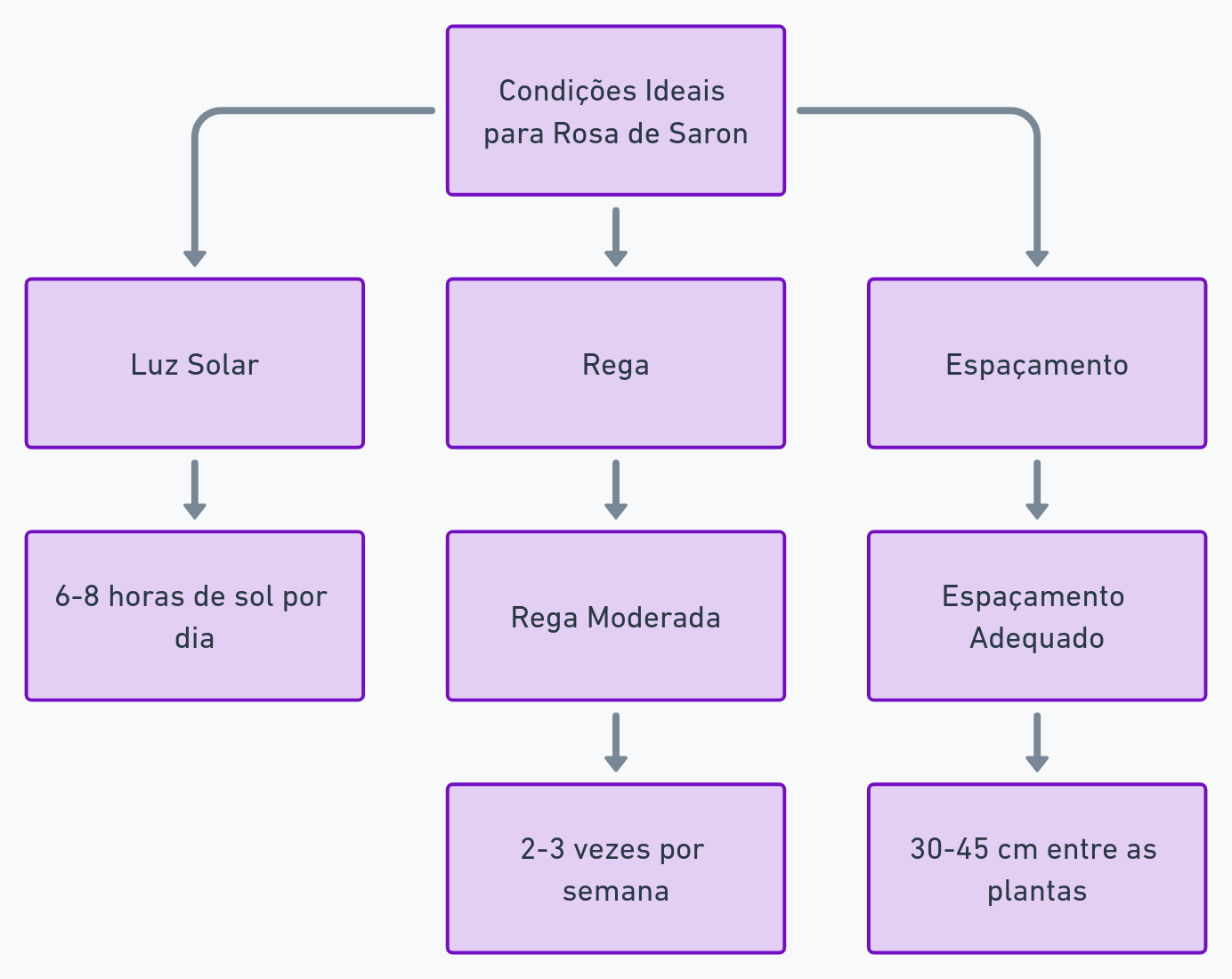 Diagrama de Como Cultivar a Rosa de Saron