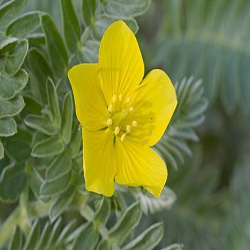 Puncture Vine Flower