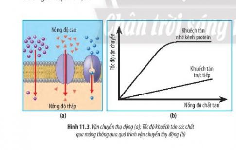 BÀI 11 - VẬN CHUYỂN CÁC CHẤT QUA MÀNG SINH CHẤT