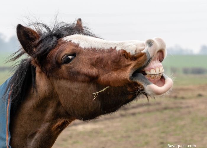 Horse Puns