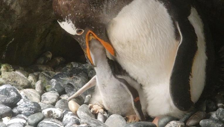 生活-海洋公園-動物保育-企鵝-助產士