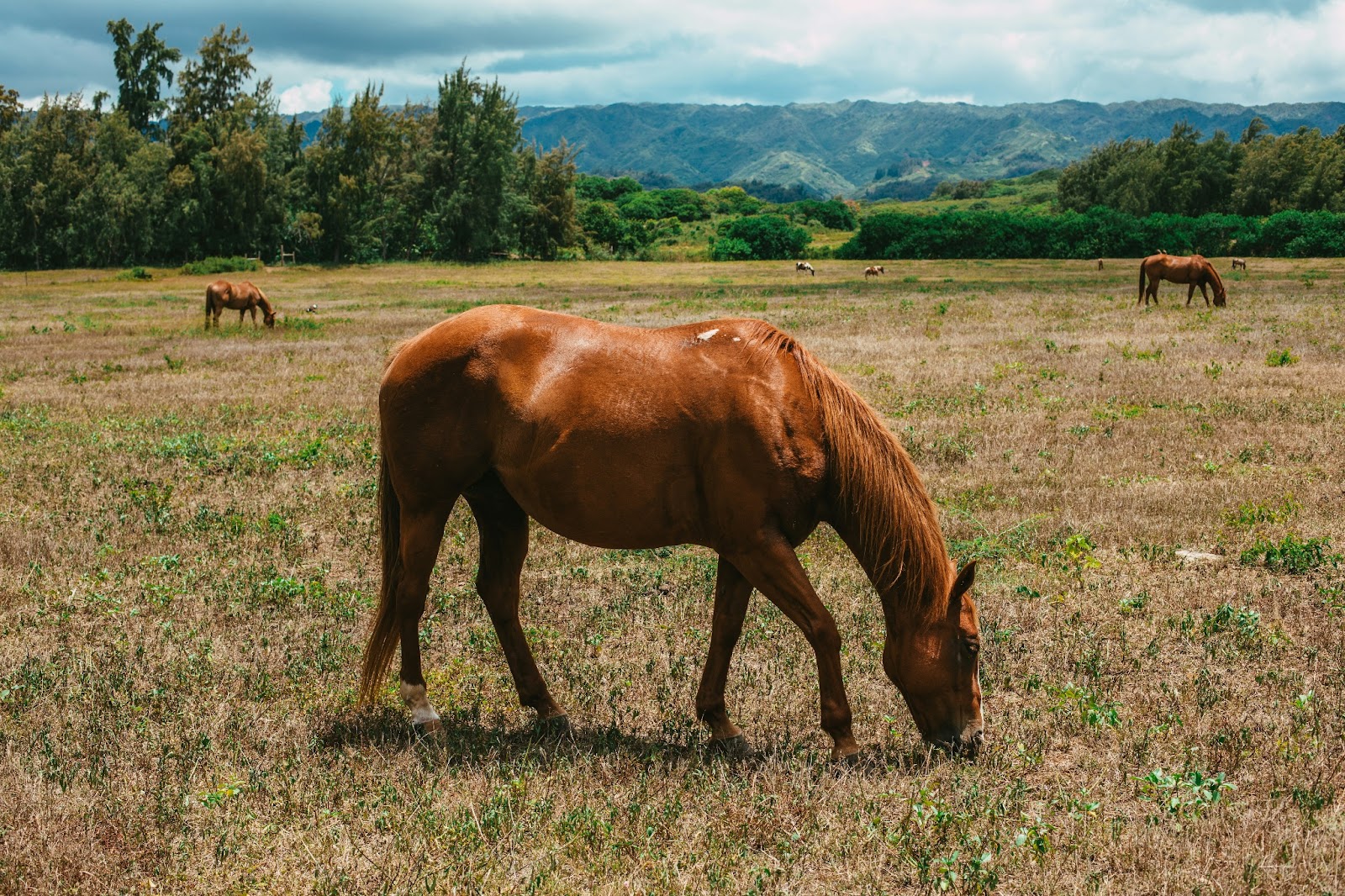 Horses in a pasture along a scenic ridge overlooking Waipi‘o Valley.