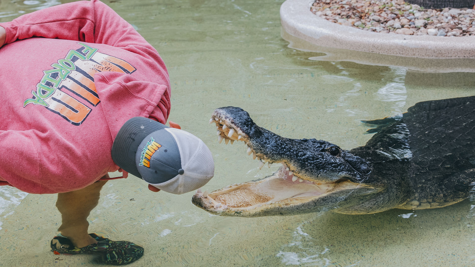 A member of Wild Florida’s Croc Squad with his face close to the open jaws of an alligator in shallow water.