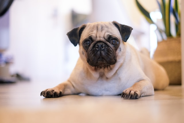 Best Guard Dogs for Apartment: How to Choose the Right Breed