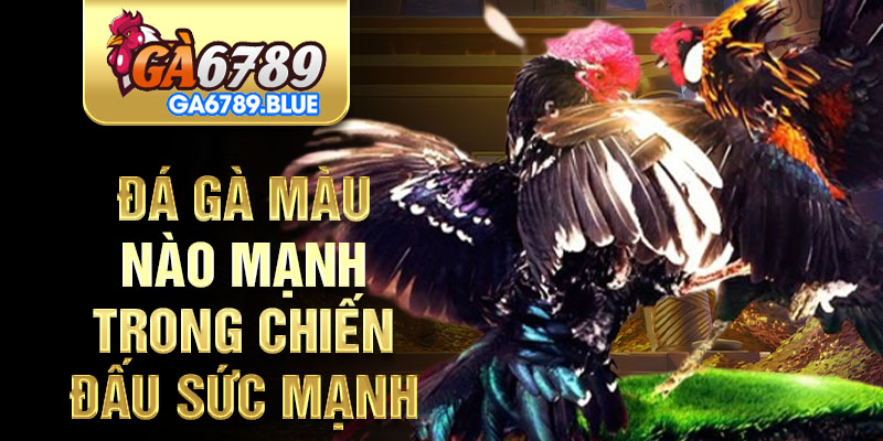 Đá gà màu nào mạnh trong chiến đấu sức mạnh