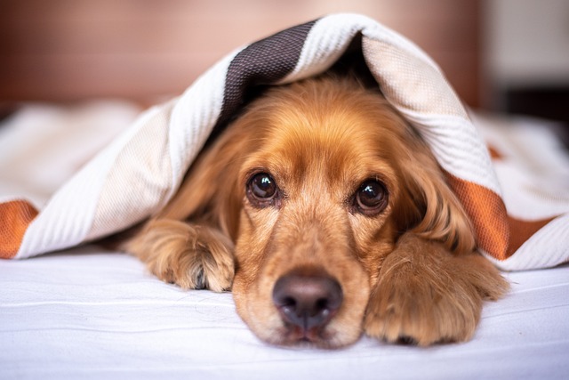 A dog, with only its snout visible, relaxes under a multi-colored blanket.