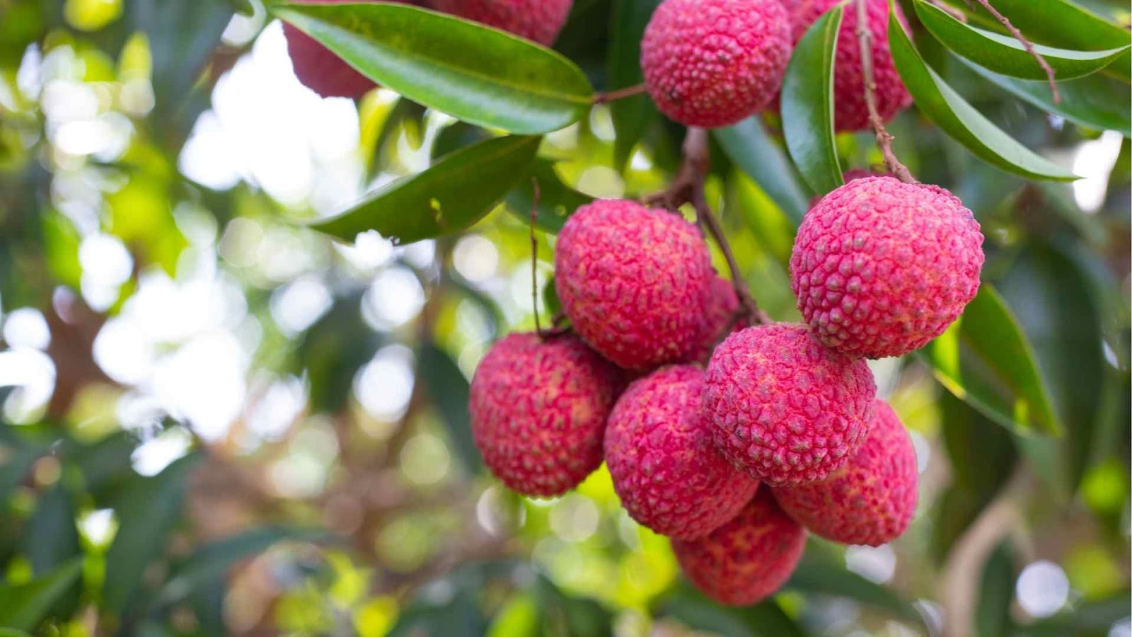 Maximize your litchi yield with these proven cultivation techniques from Farmersrathna Agri-news