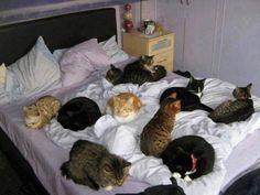 A group of cats lying on a bed

Description automatically generated