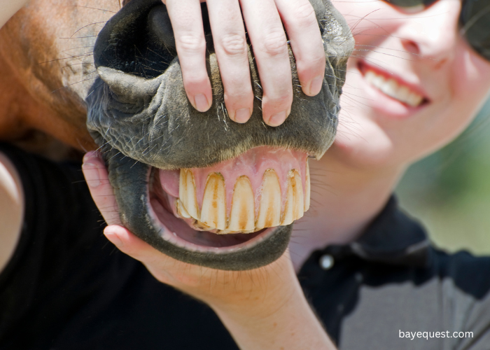 Horse Teeth Anatomy