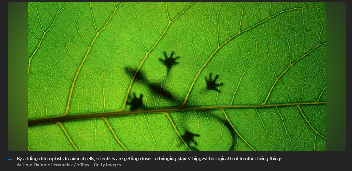 A shadow of a lizard on a leaf

Description automatically generated