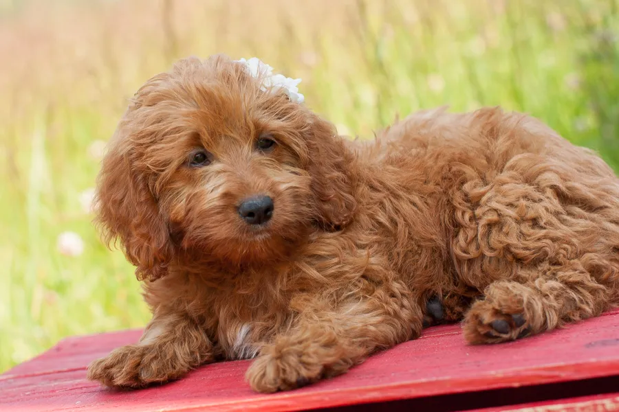 The Full Mini Goldendoodle