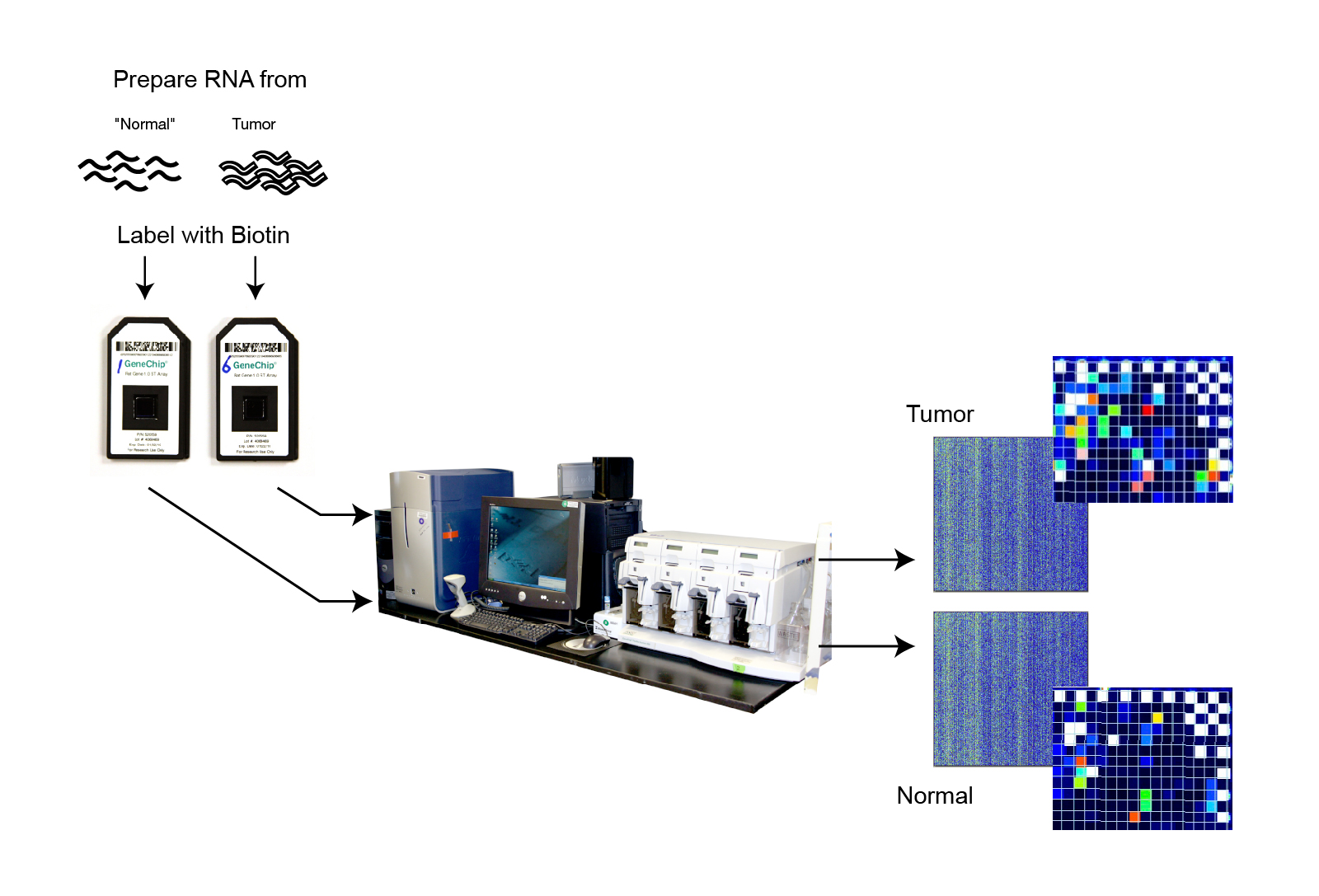 What is RNA Microarray Technology?