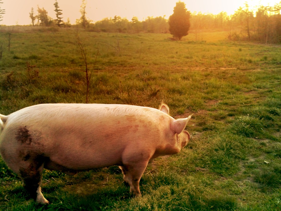 Raa Yorkshire  a mais valorizada entre os sunos  Foto: NIAID