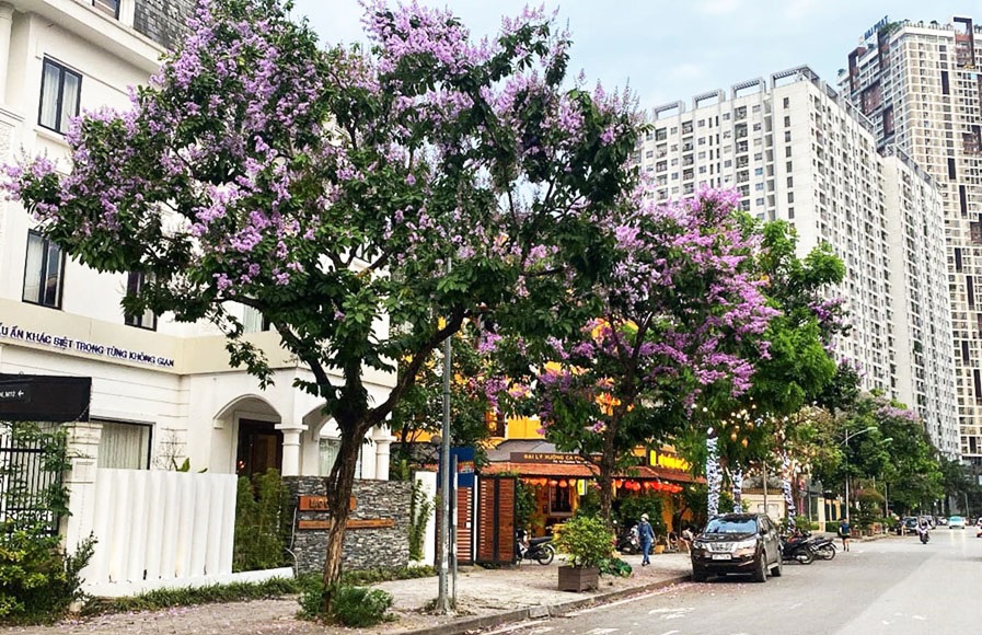 Cây Bằng Lăng - Sắc Hoa Tím Nơi Đô Thị Nhộn Nhịp