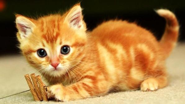 ÔN TẬP CHỦ ĐỀ THỰC VẬT VÀ ĐỘNG VẬT