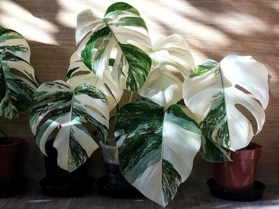 Monstera Albo Plant