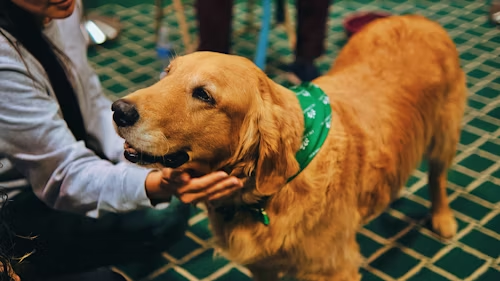 Petting a Dog Can Lower Your Blood Pressure