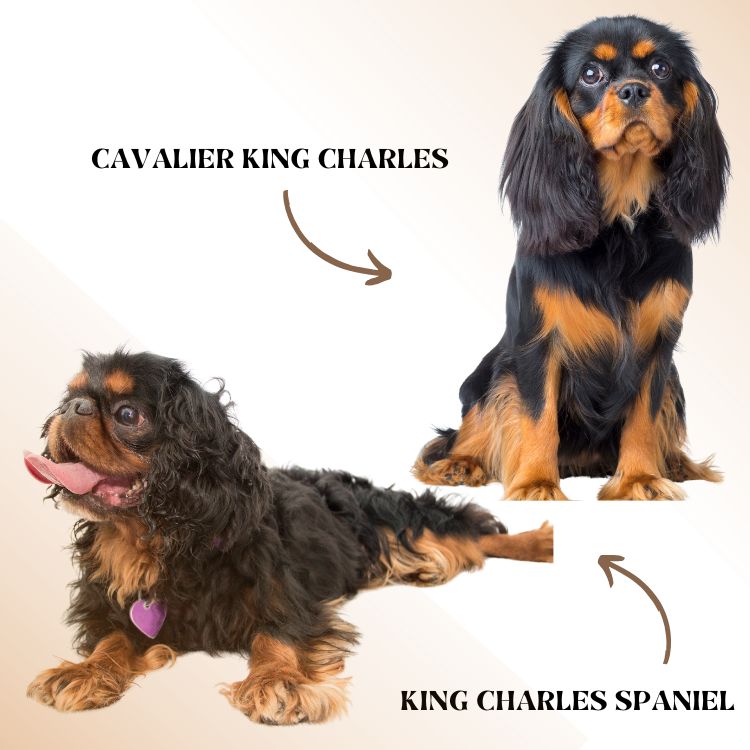 Cavalier King Charles vs King Charles Spaniel