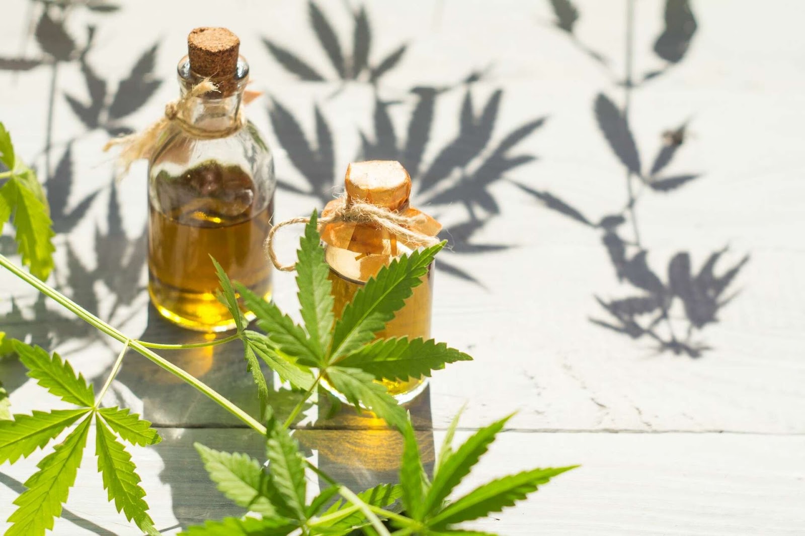 Comparing Hash Oil to Cannabis Oil