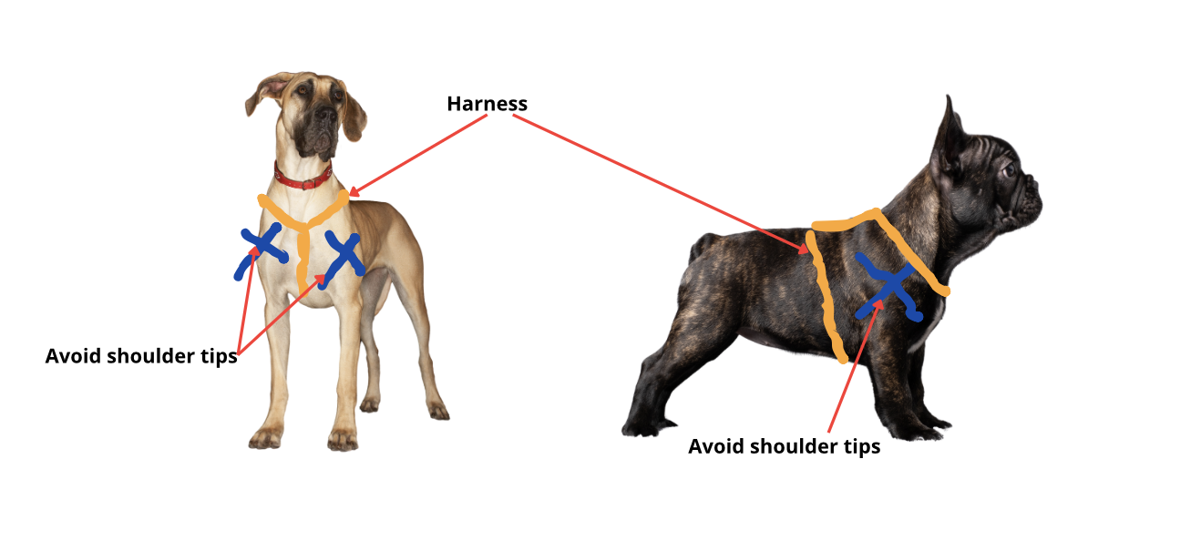 Two dogs, one front facing, one side facing. Showing shoulder tips should be avoided when putting on harness