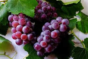 purple color grapes
