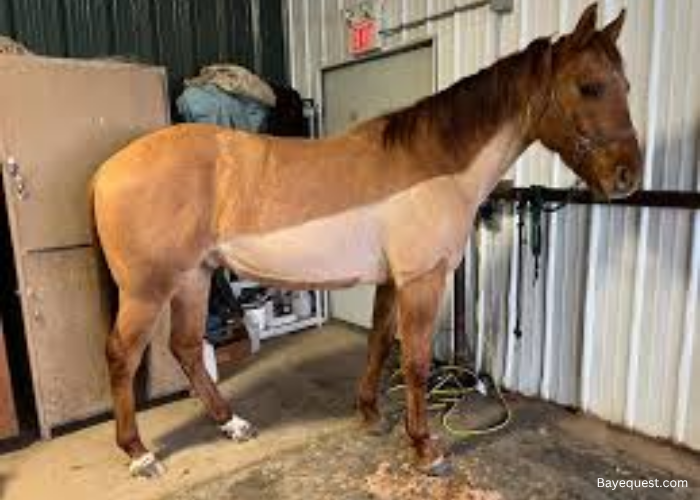 Types of Horse Clips