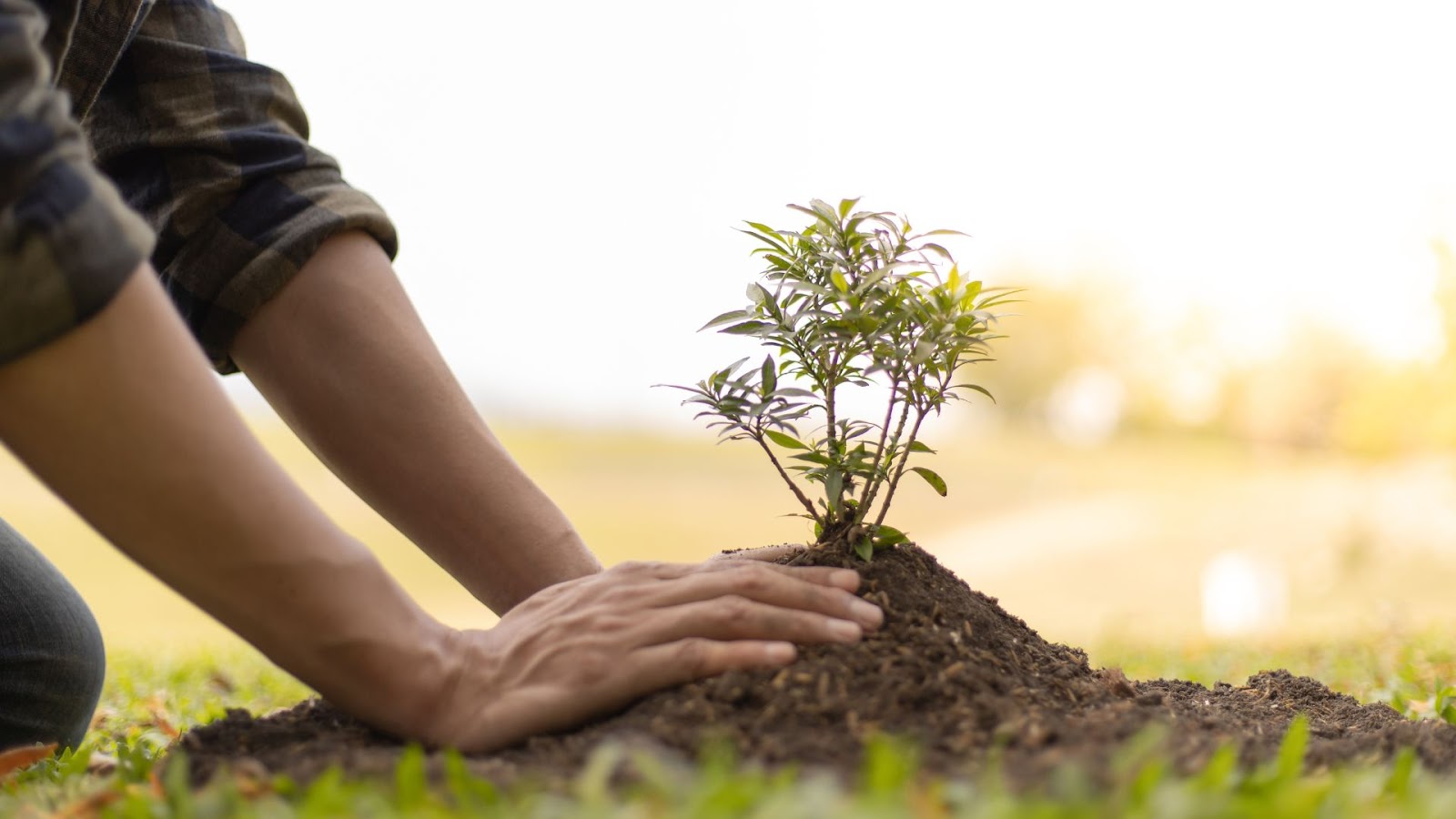 How to Become a Tree Surgeon