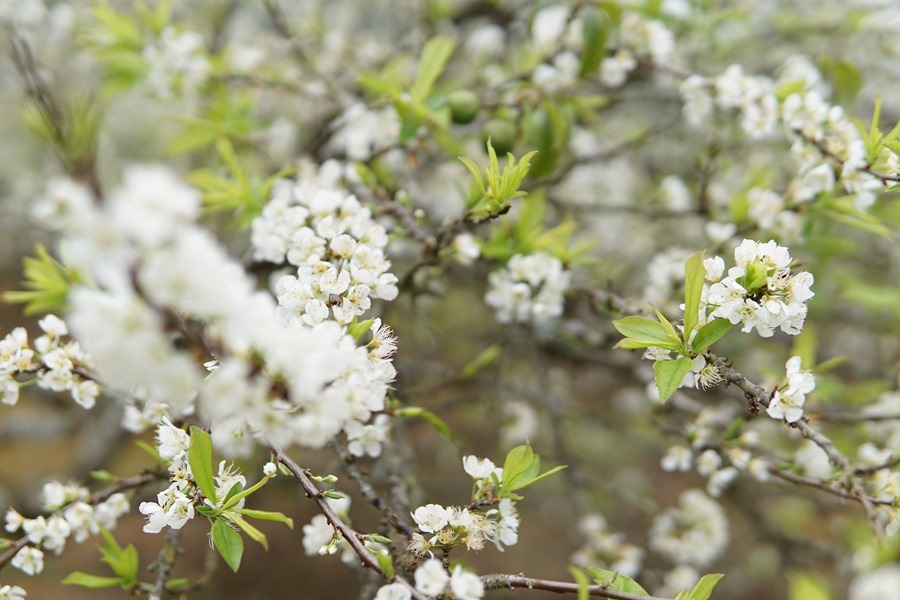 Plum flowers bloom in February