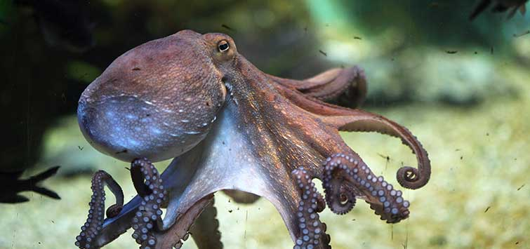 octopus for sale