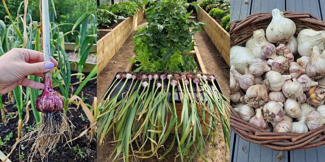 Garlic growing made easy Garlic growing made easy