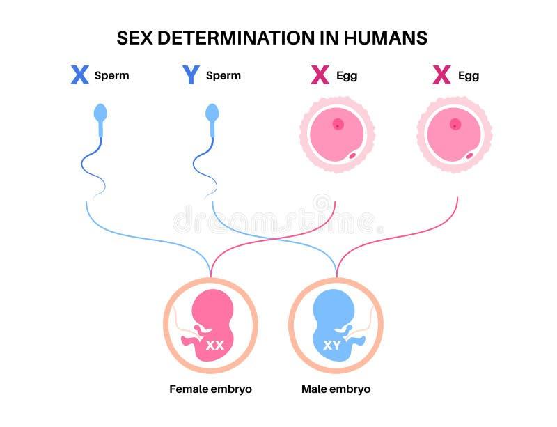 Boy Xx Chromosomes Girl Xy Chromosomes Stock Illustrations – 7 Boy Xx Chromosomes  Girl Xy Chromosomes Stock Illustrations, Vectors & Clipart - Dreamstime