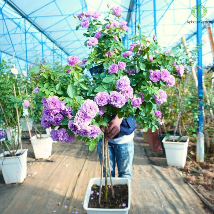 Hình ảnh bài viết