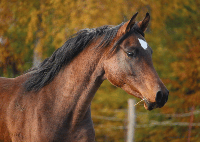 Is it Okay to Cut a Horse's Mane?