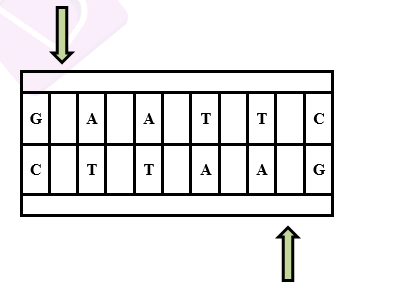 NCERT solutions class 12 biology chapter 11 - 5