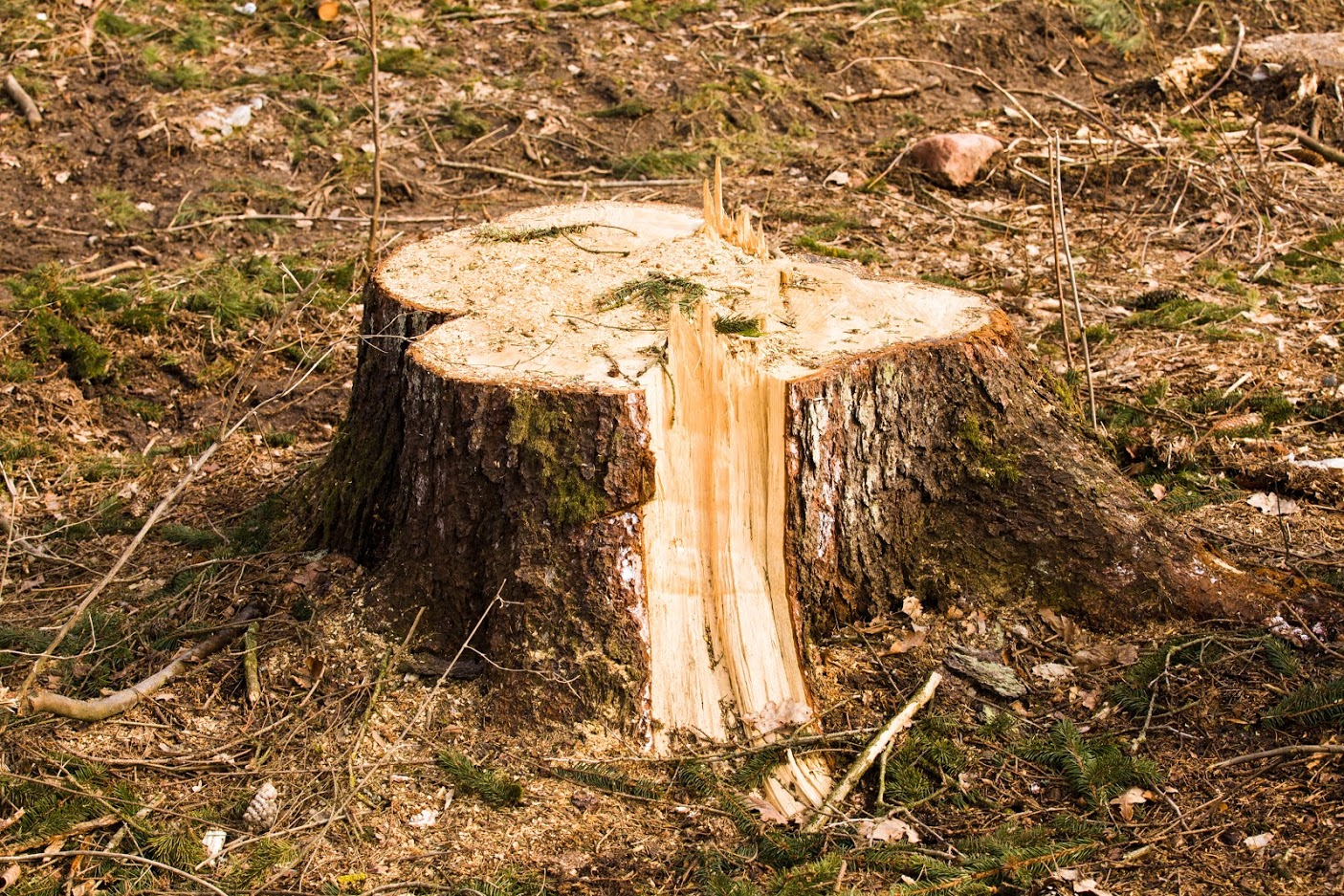 What Is a Tree Stump?